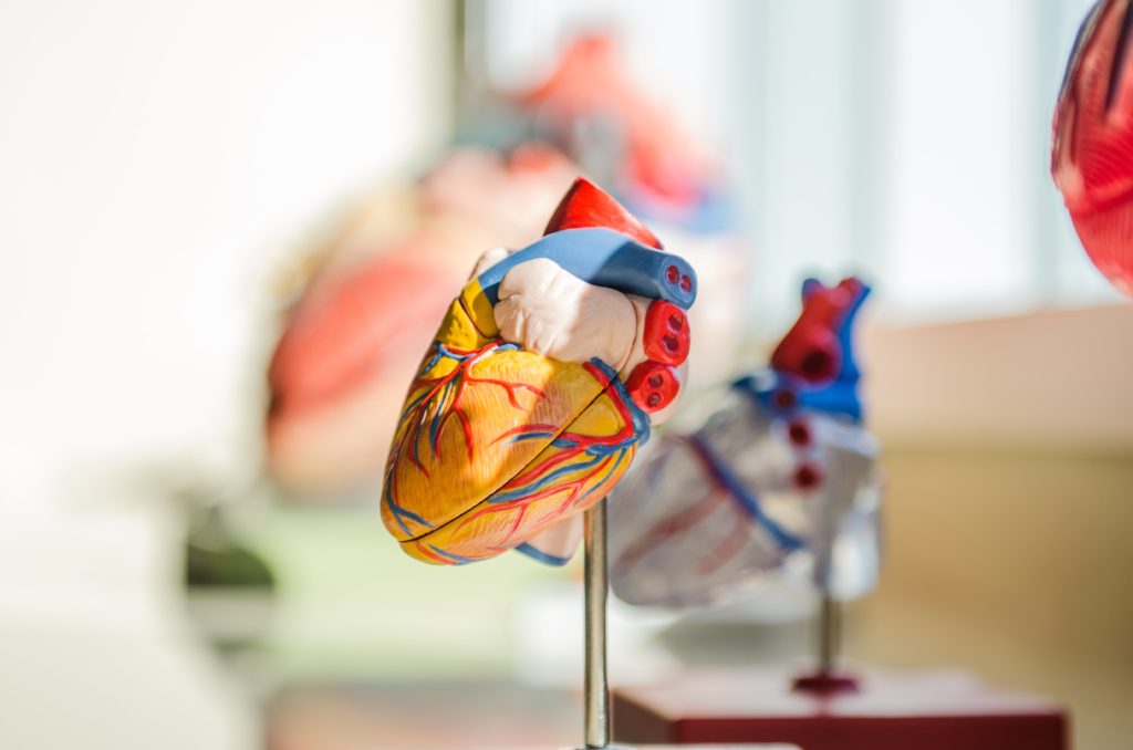 plastic model of a human heart