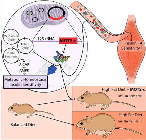 mots-c high fat diet mice